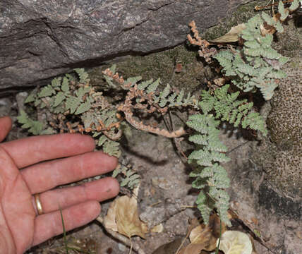 Image of Eaton's lipfern