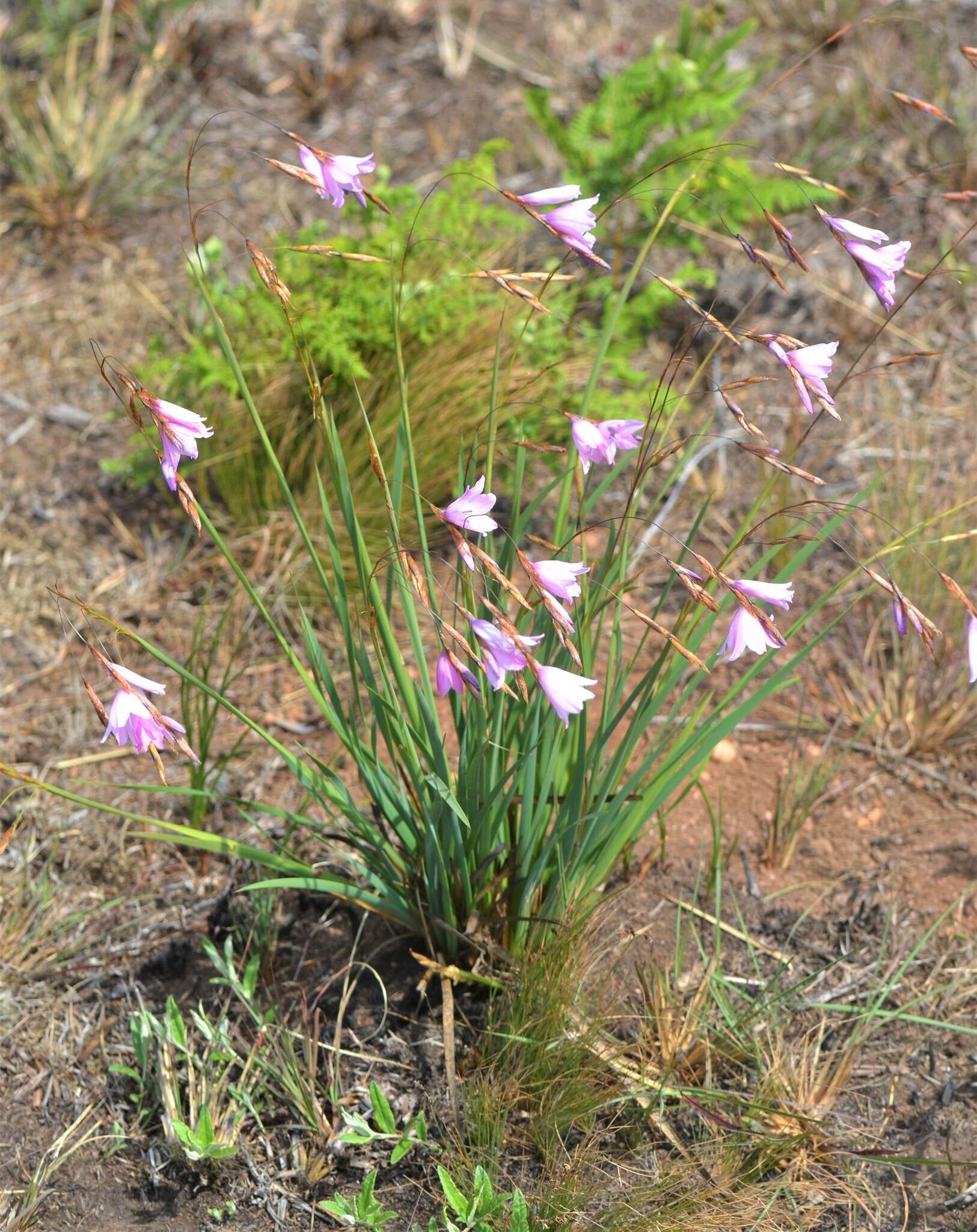 صورة Dierama longistylum Marais