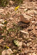 Plancia ëd Senecio glaucus L.