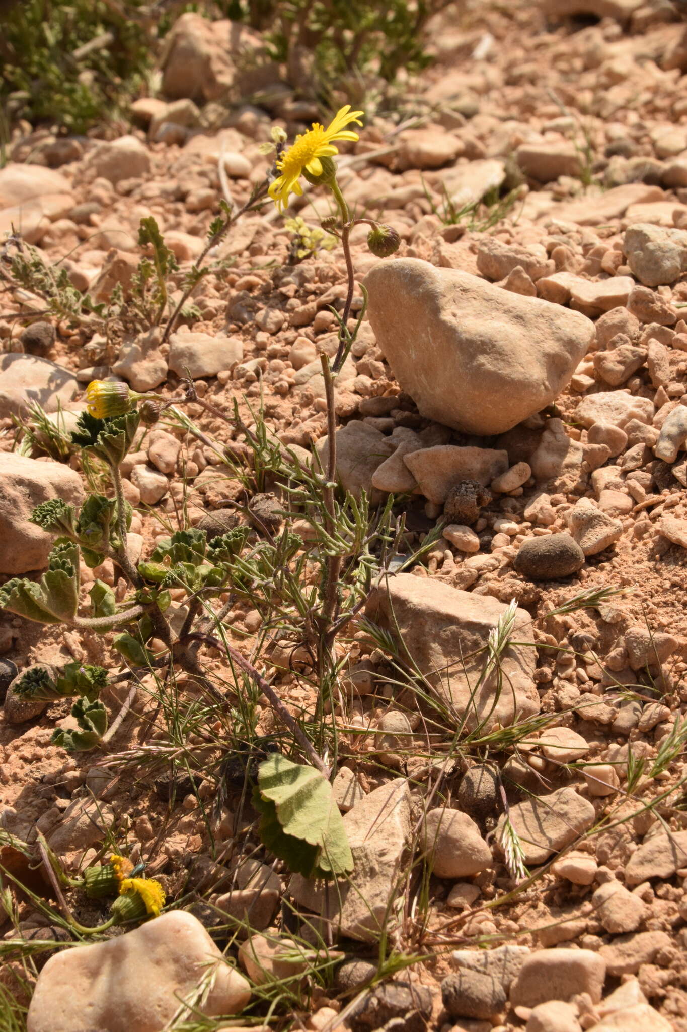 Plancia ëd Senecio glaucus L.