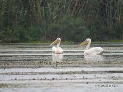 Image of Great White Pelican