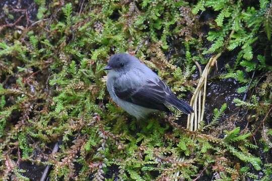 Serpophaga cinerea (Tschudi 1844)的圖片