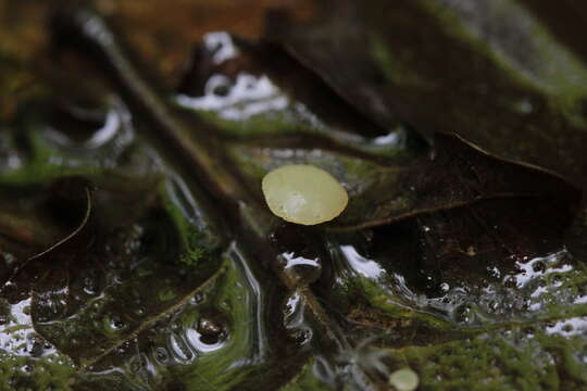 Plancia ëd Cudoniella clavus (Alb. & Schwein.) Dennis 1964