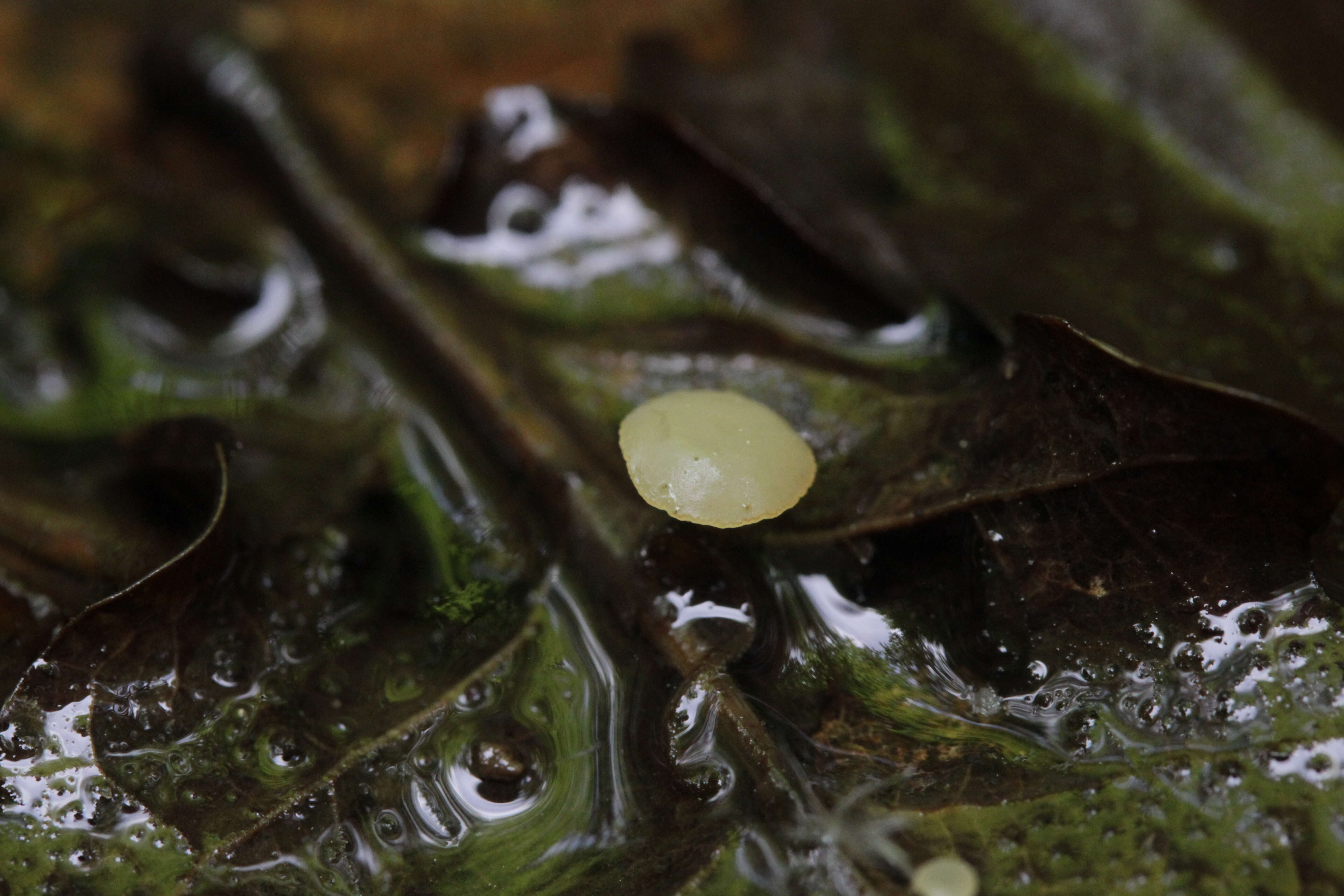 Plancia ëd Cudoniella clavus (Alb. & Schwein.) Dennis 1964