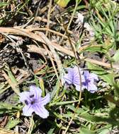 Plancia ëd Ruellia erythropus (Nees) Lindau