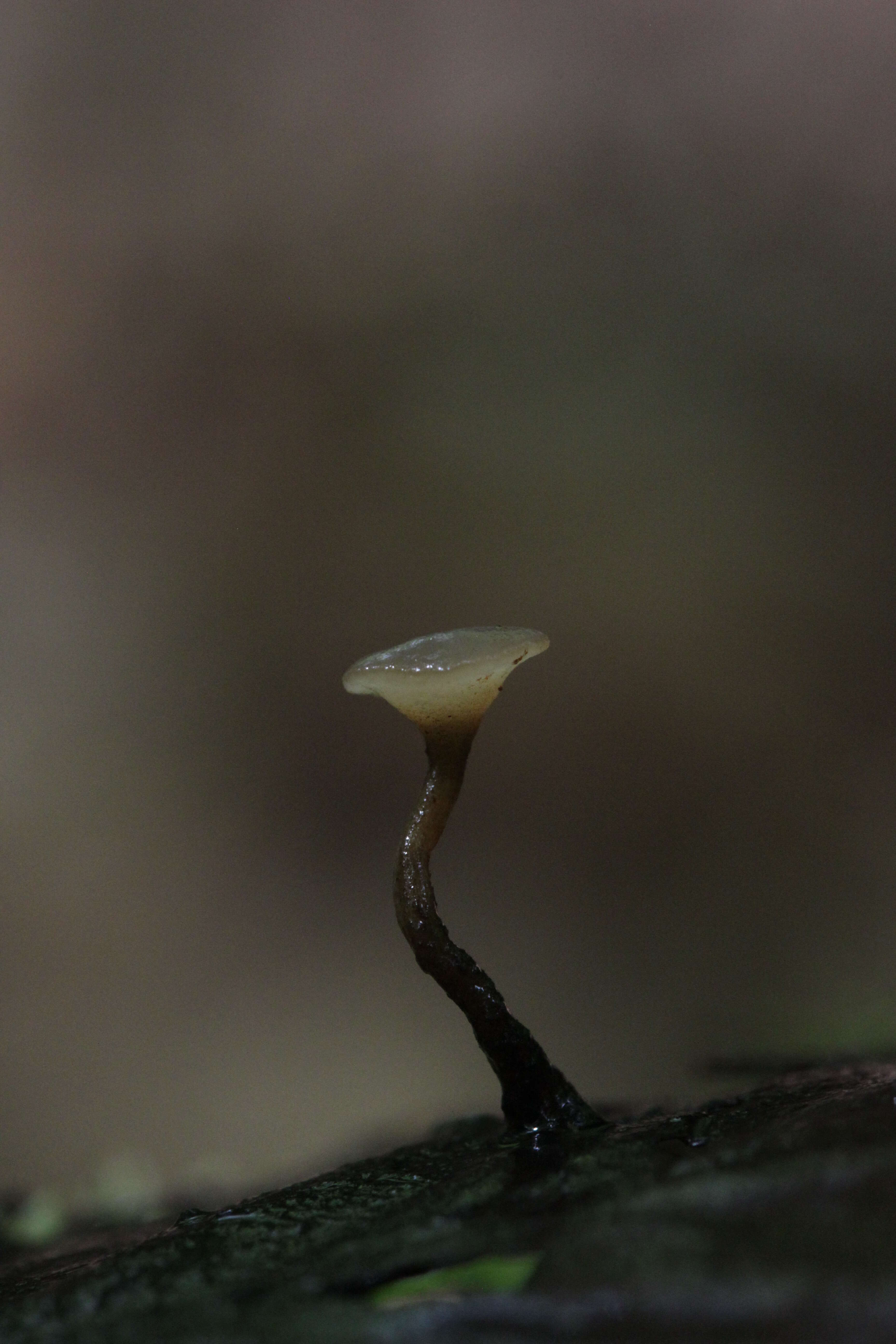 Image of Cudoniella clavus (Alb. & Schwein.) Dennis 1964