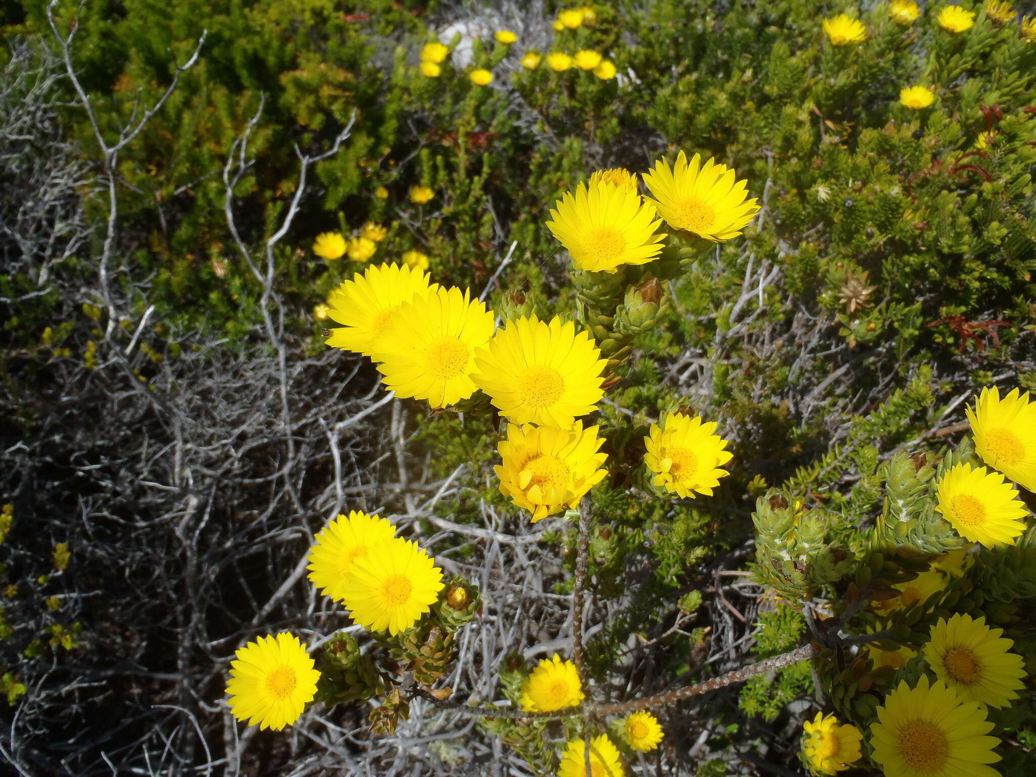 Image of Oedera calycina (L. fil.) N. G. Bergh