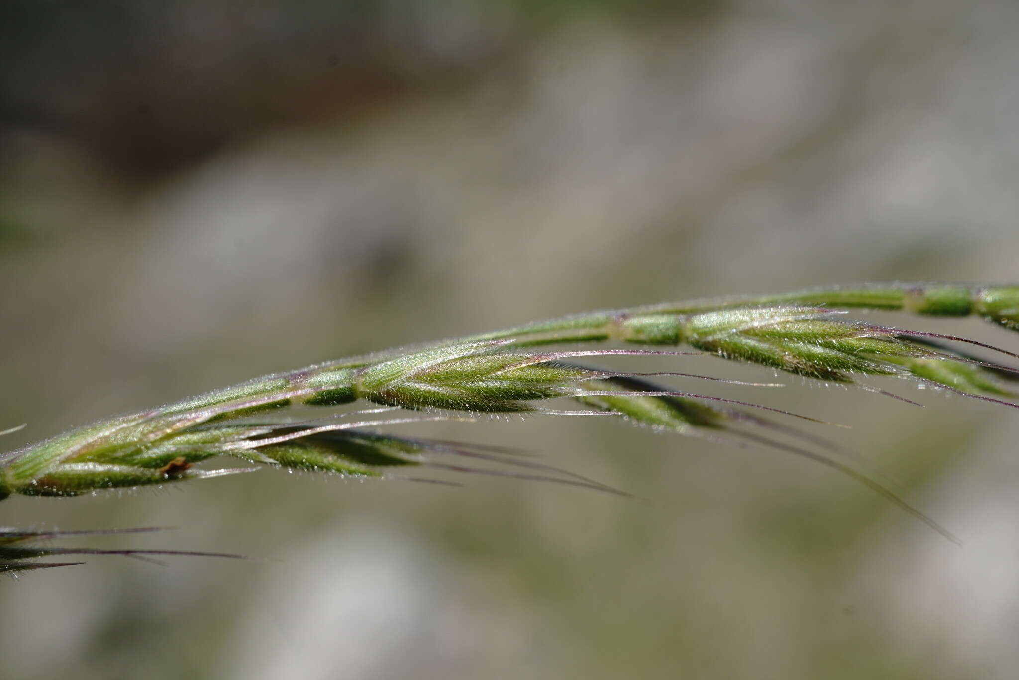 Image of mat-grass fescue