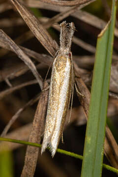 Image of Pleurota aristella Linnaeus 1768