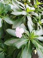 Impatiens sodenii Engl. & Warb. ex Engl. resmi