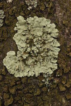 Image of Common greenshield lichen