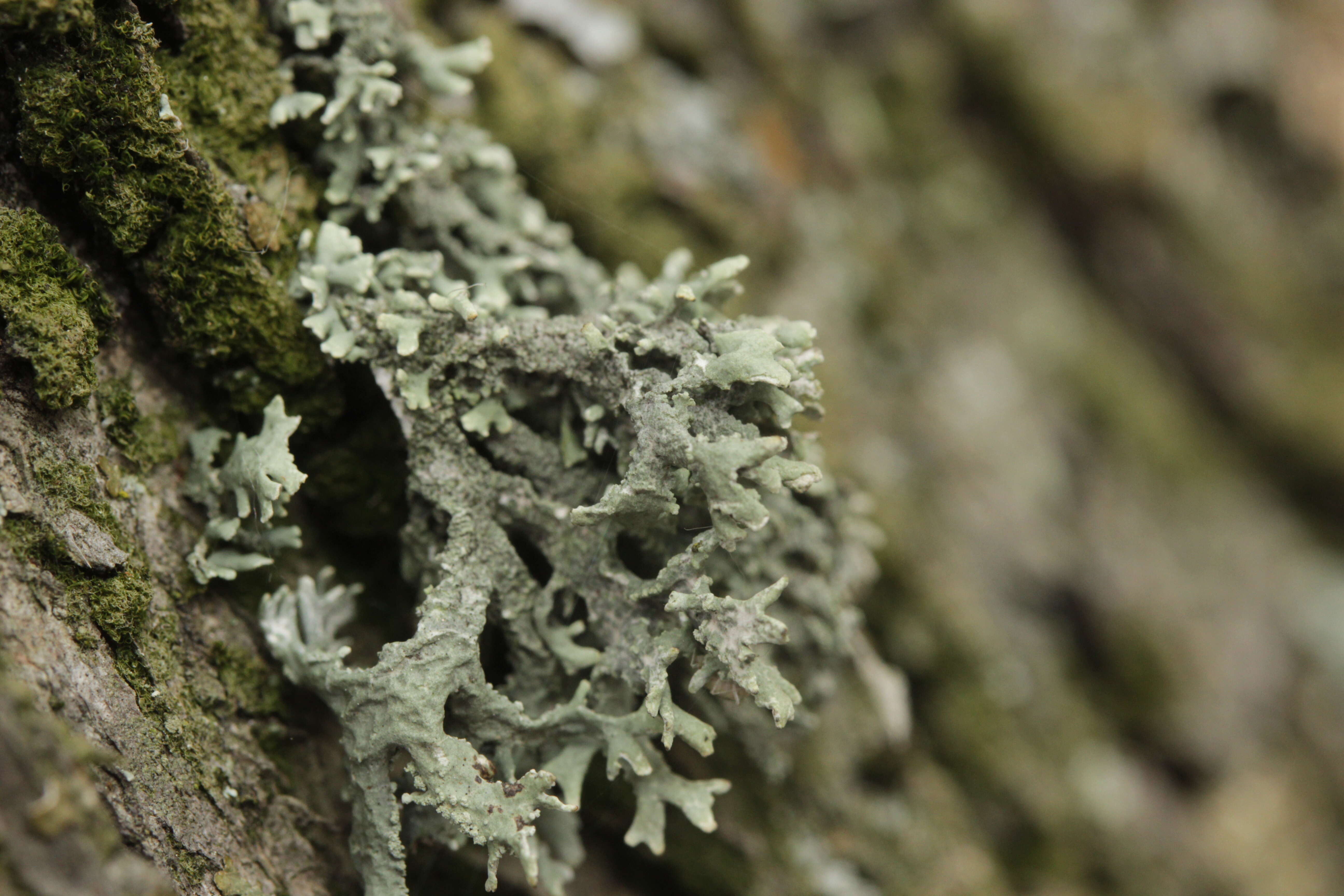 Image of ring lichen