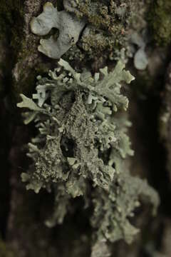 Image of ring lichen