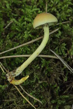 Imagem de Hypholoma fasciculare (Huds.) P. Kumm. 1871