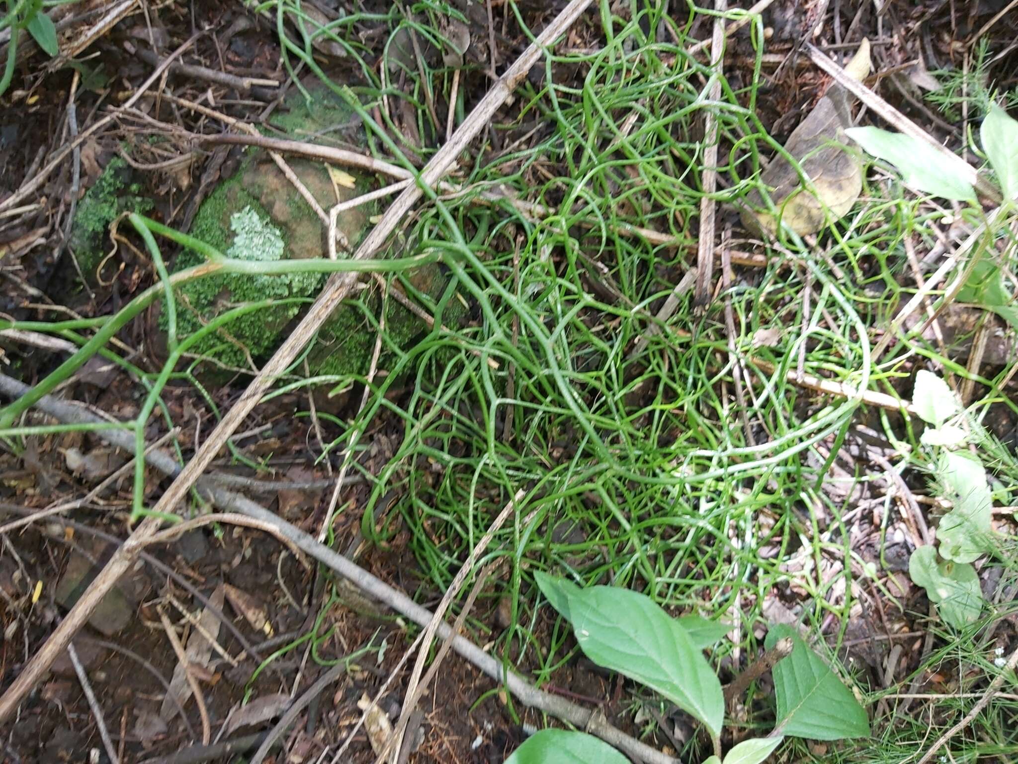 Image of Bowiea volubilis subsp. volubilis