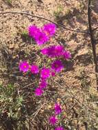 Image of Lampranthus emarginatus (L.) N. E. Br.