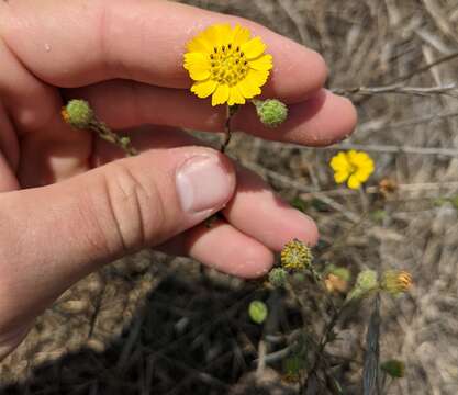 Image of grassland tarweed