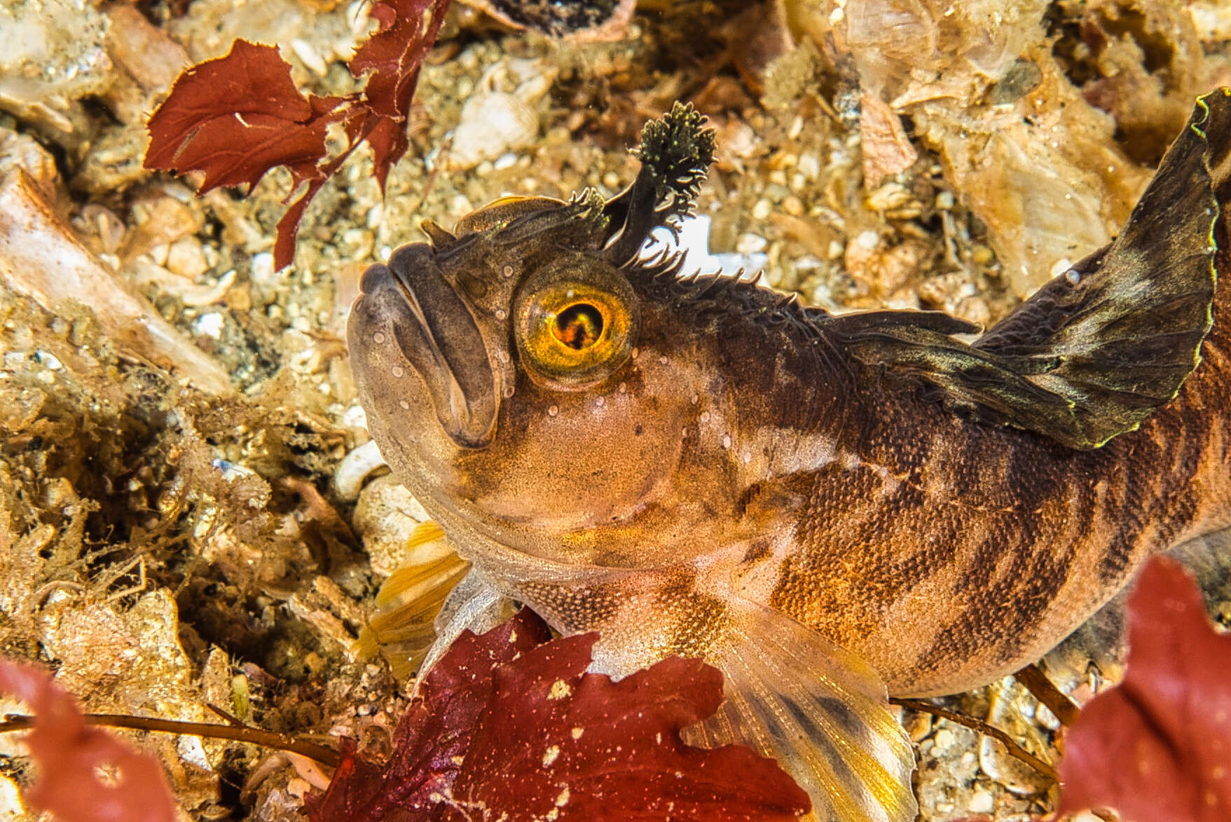 Image of Atlantic warbonnet