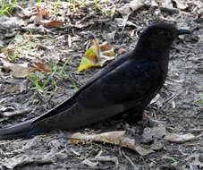 Image of Black Cuckoo