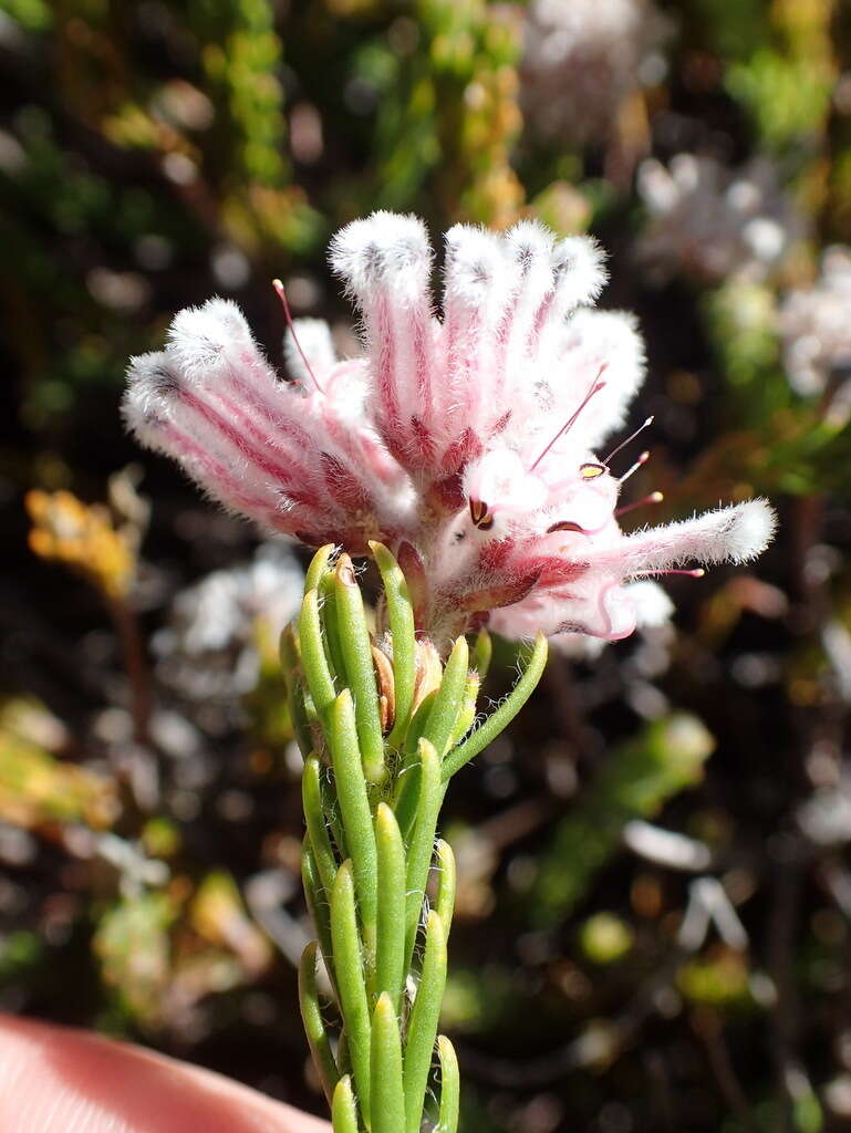 Image of Sorocephalus lanatus (Thunb.) R. Br.