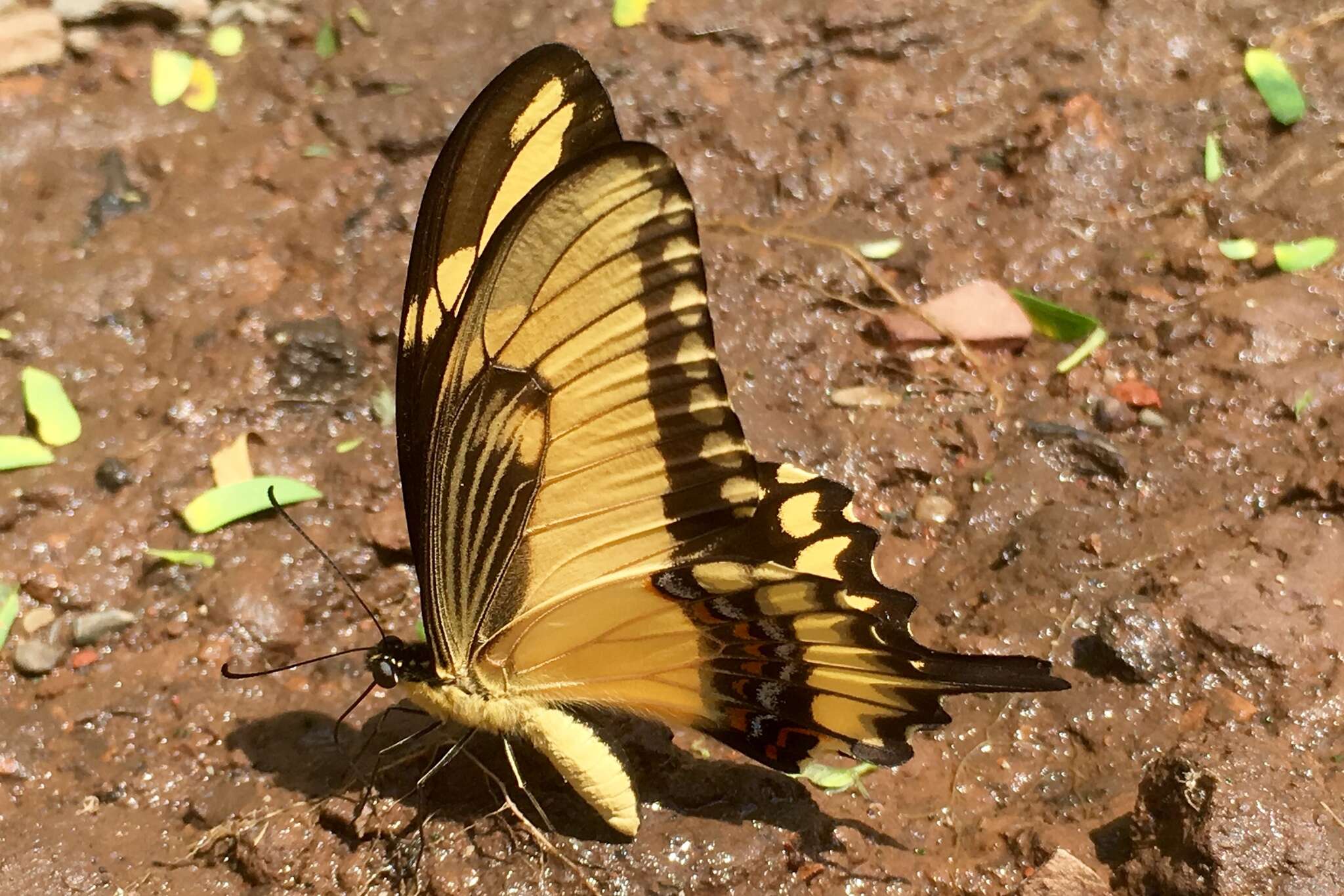 Слика од Papilio astyalus Godart 1819