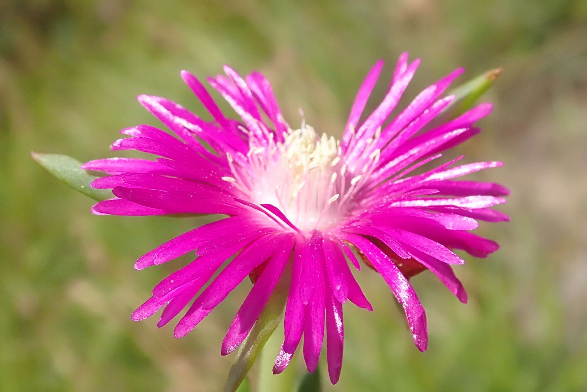 Imagem de Ruschia duthiae (L. Bol.) Schwant. apud Jacobsen