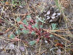 Euphorbia petrophila C. A. Mey. resmi