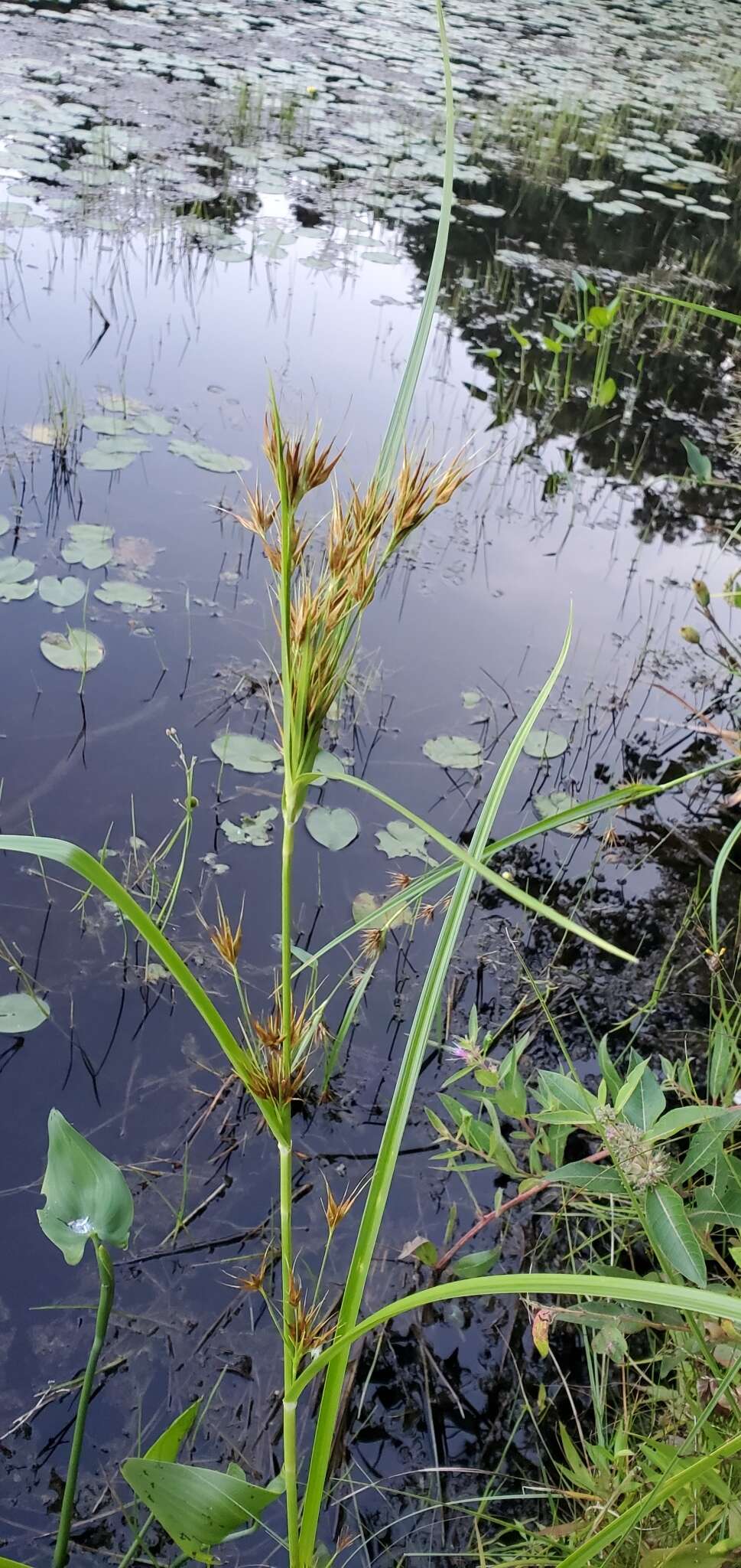 Plancia ëd Rhynchospora macrostachya Torr. ex A. Gray