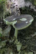 Image of Deer Mushroom