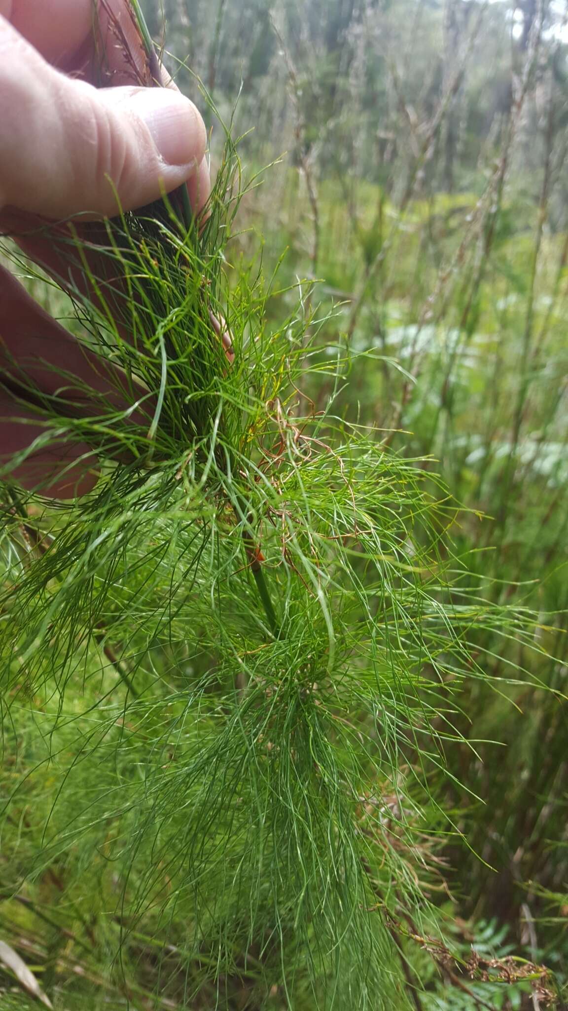 Слика од Baloskion tetraphyllum (Labill.) B. G. Briggs & L. A. S. Johnson