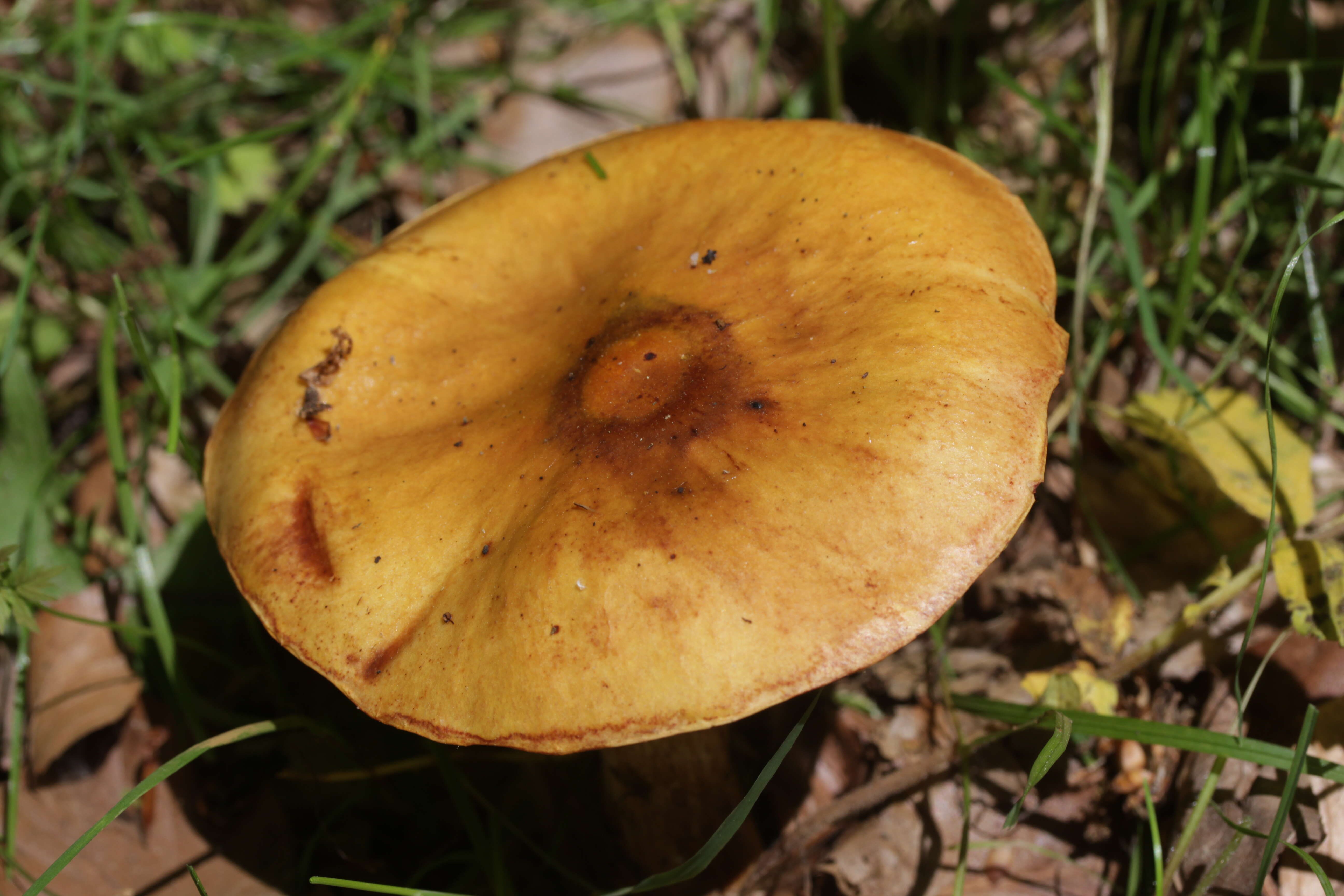 Image of Suillus grevillei (Klotzsch) Singer 1945