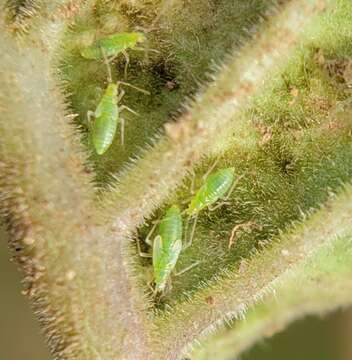 Image of Tupiocoris notatus (Distant 1893)