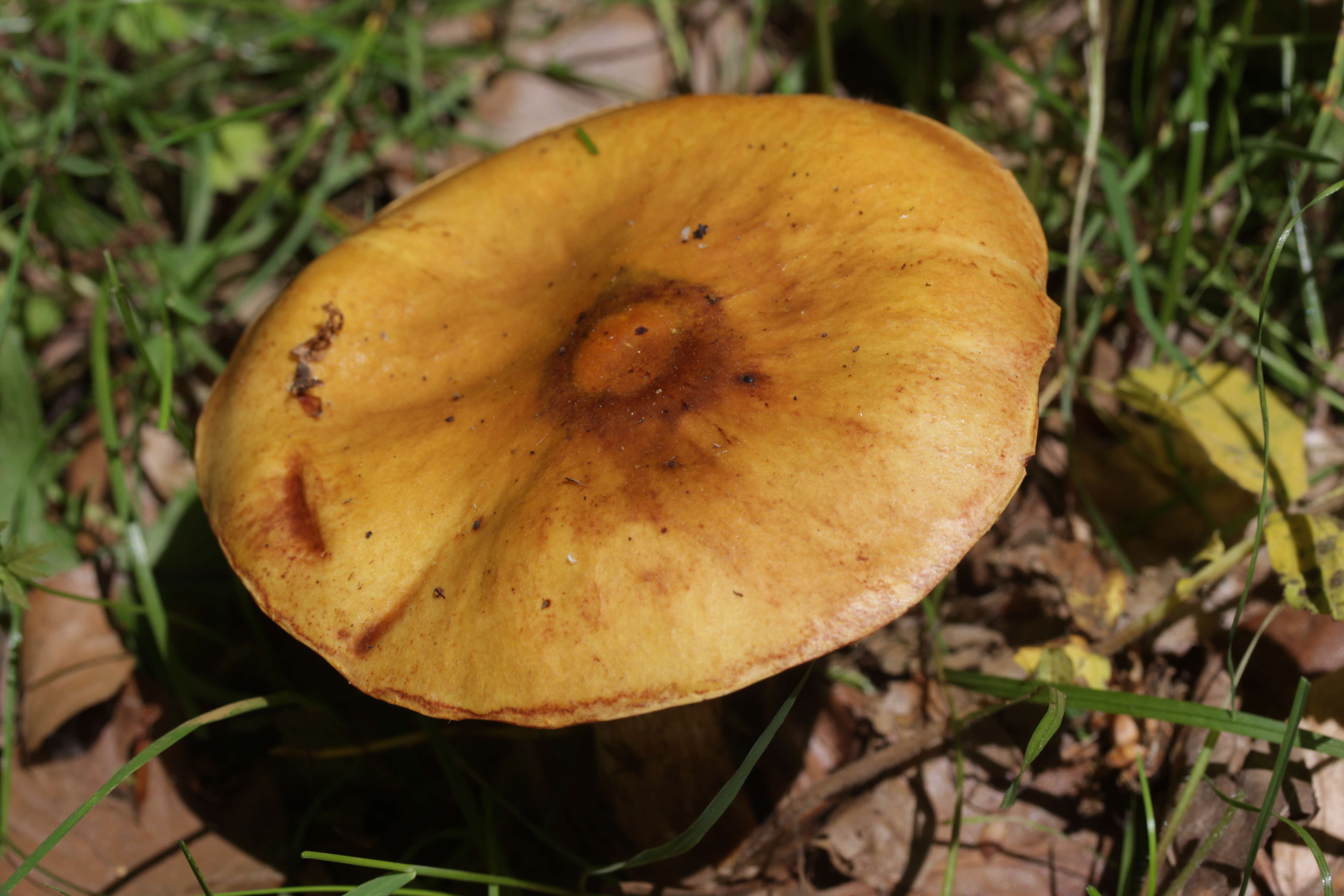 Image of Suillus grevillei (Klotzsch) Singer 1945