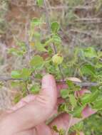 Sivun Commiphora africana (Rich.) Engl. kuva