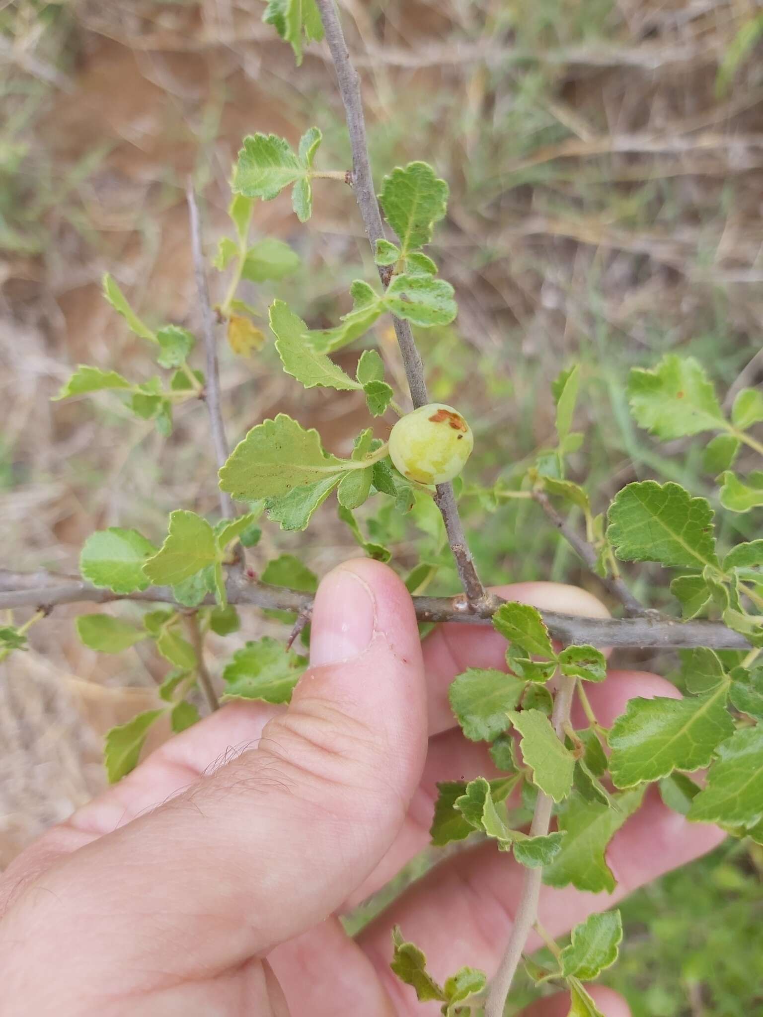 Слика од Commiphora africana (Rich.) Engl.