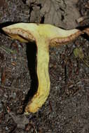 Image of Suillus grevillei (Klotzsch) Singer 1945