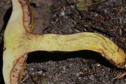 Image of Suillus grevillei (Klotzsch) Singer 1945