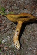 Image of Suillus grevillei (Klotzsch) Singer 1945