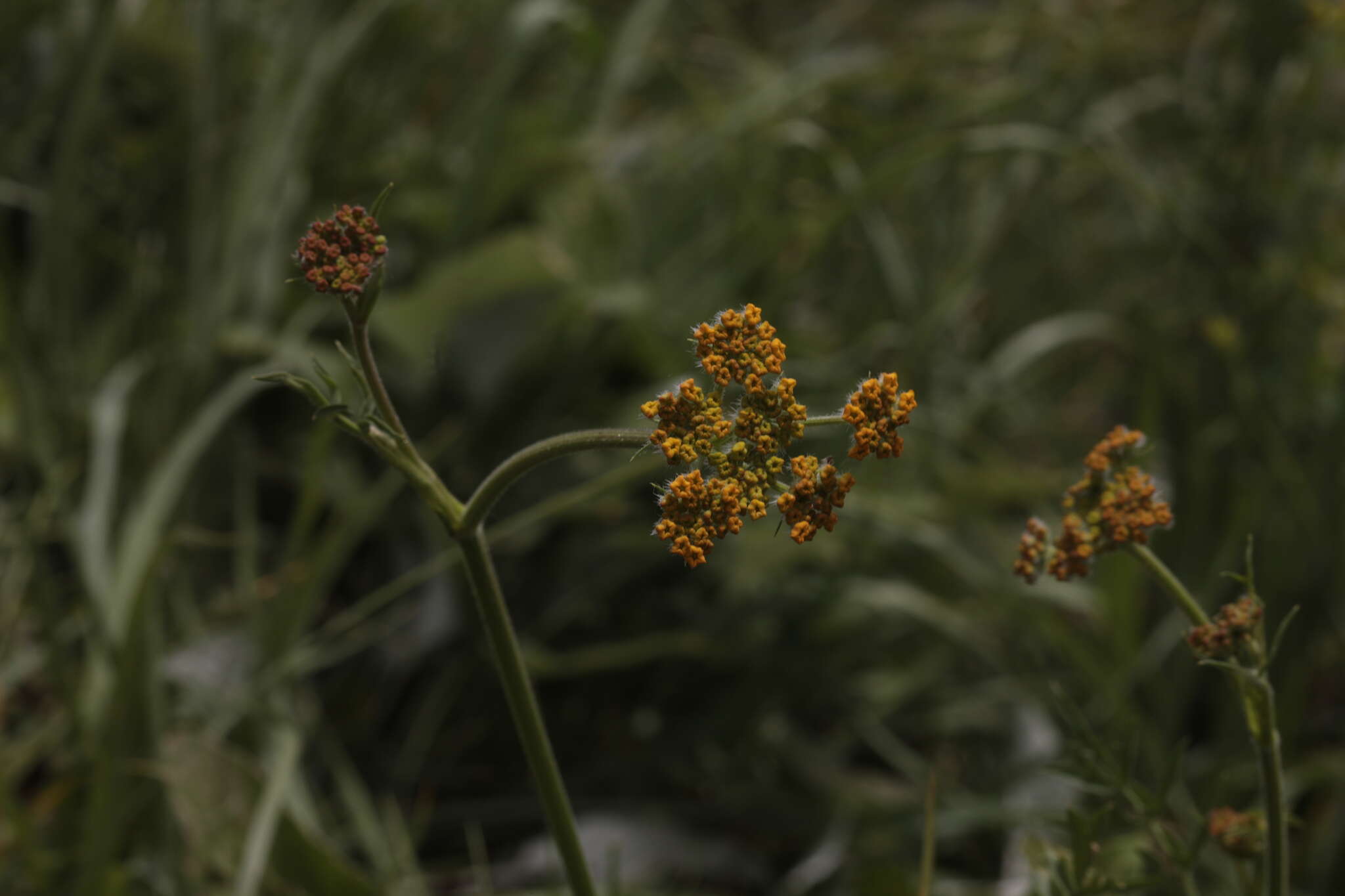 Imagem de Pastinaca aurantiaca (Albov) Kolak.