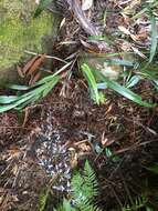 Image of Dianella caerulea var. producta R. J. F. Hend.