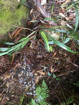 Image of Dianella caerulea var. producta R. J. F. Hend.