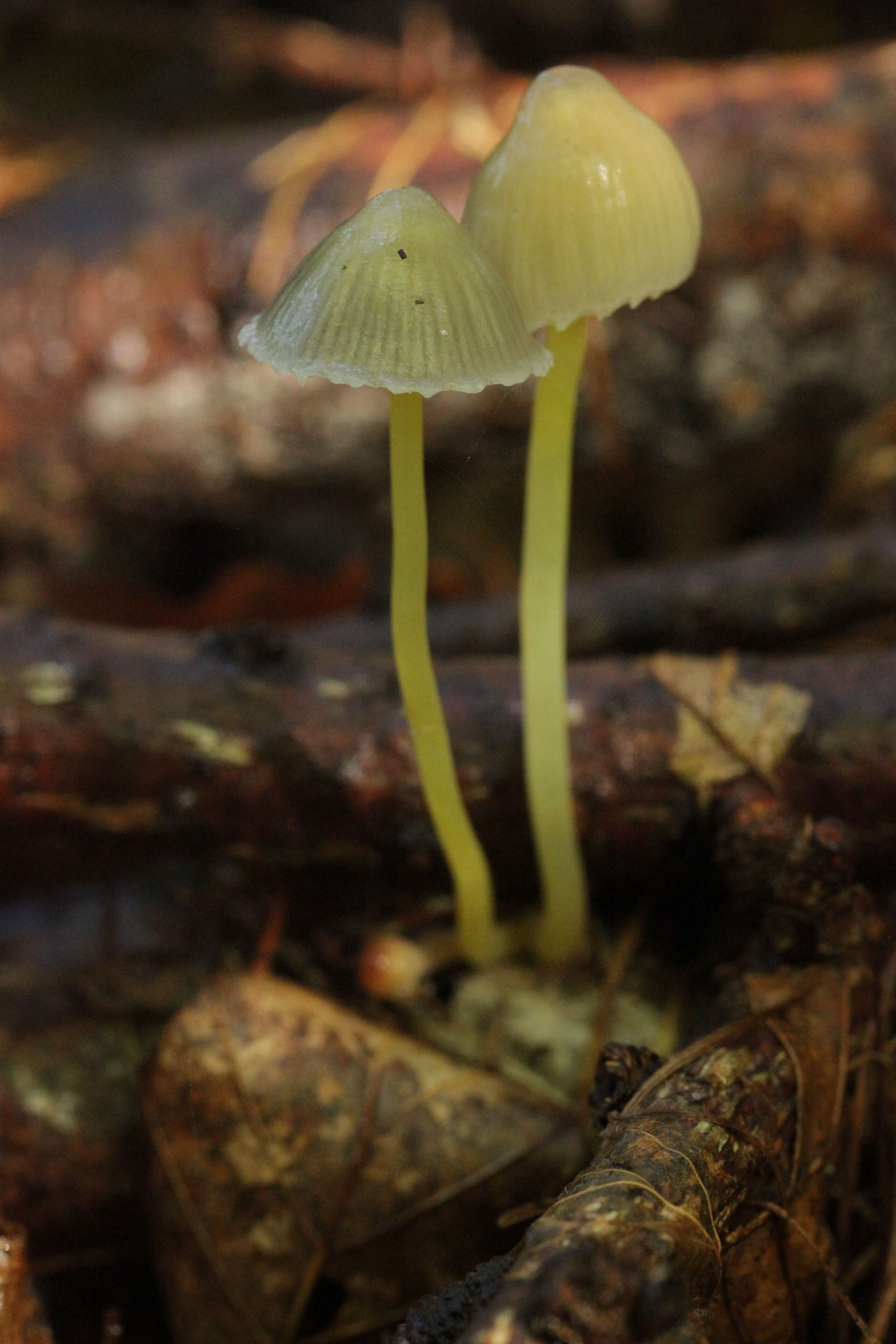 Mycena epipterygia (Scop.) Gray 1821 resmi