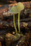 Mycena epipterygia (Scop.) Gray 1821 resmi