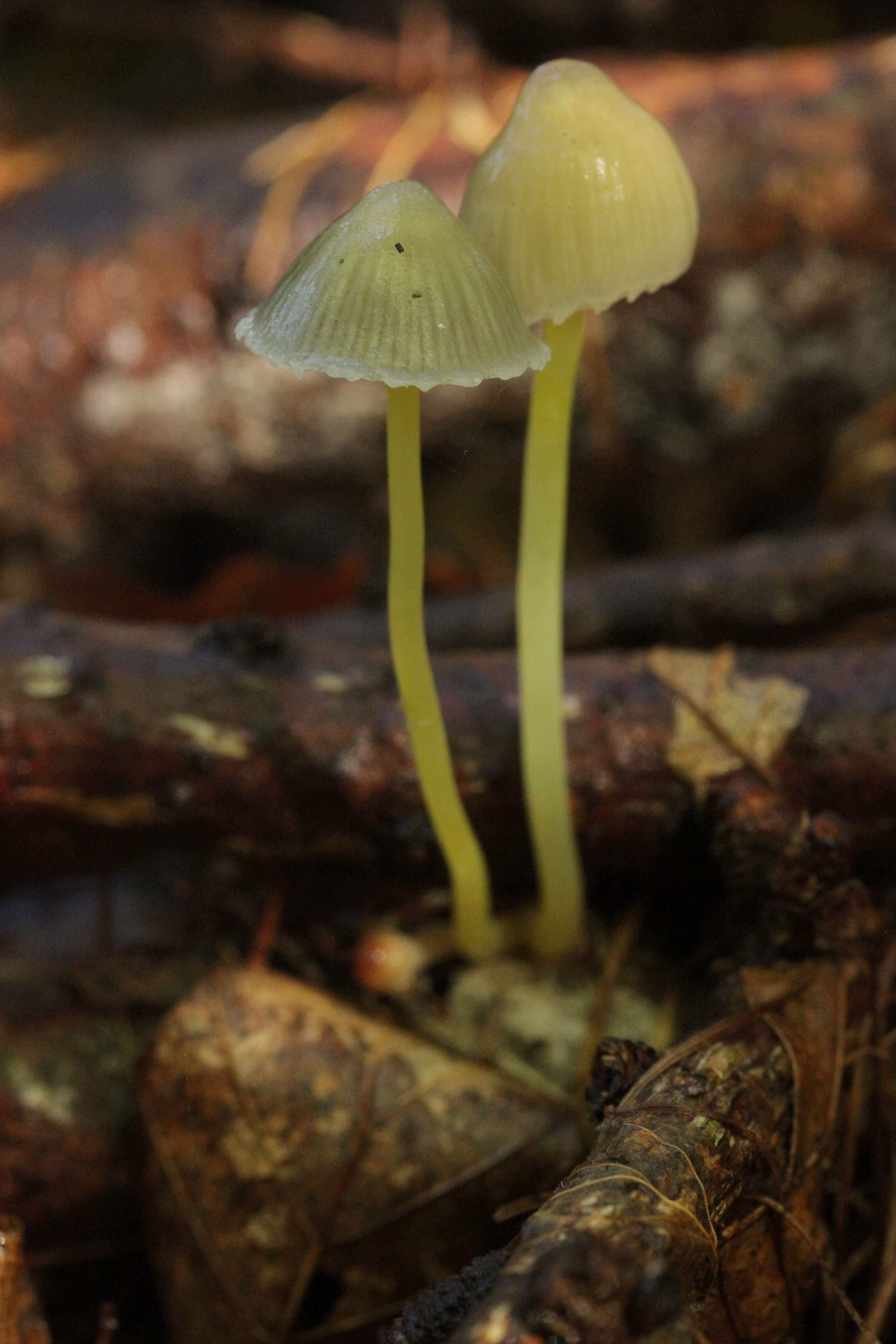 Mycena epipterygia (Scop.) Gray 1821 resmi