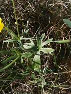 Image of Ranunculus carinthiacus Hoppe