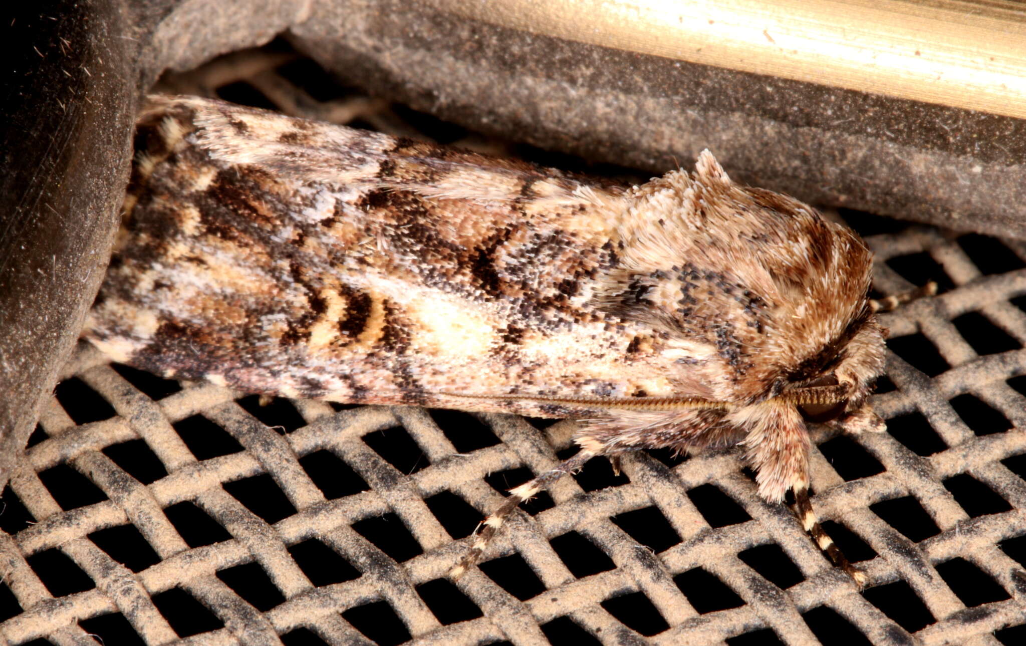 Image of Spodoptera umbraculata Walker 1858