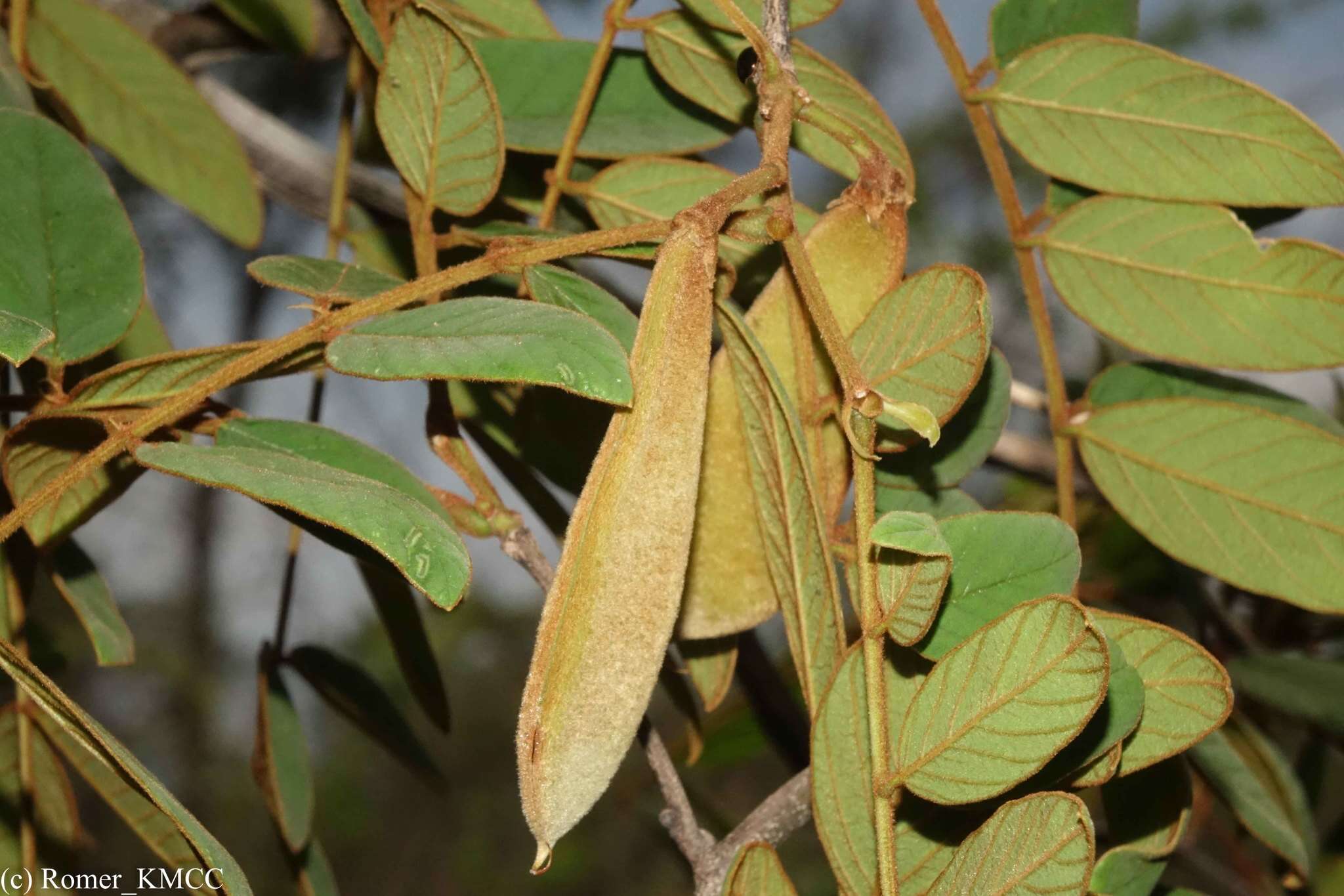 Слика од Millettia aurea (R. Vig.) Du Puy & Labat