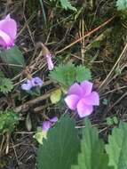 Image of baby cyclamen