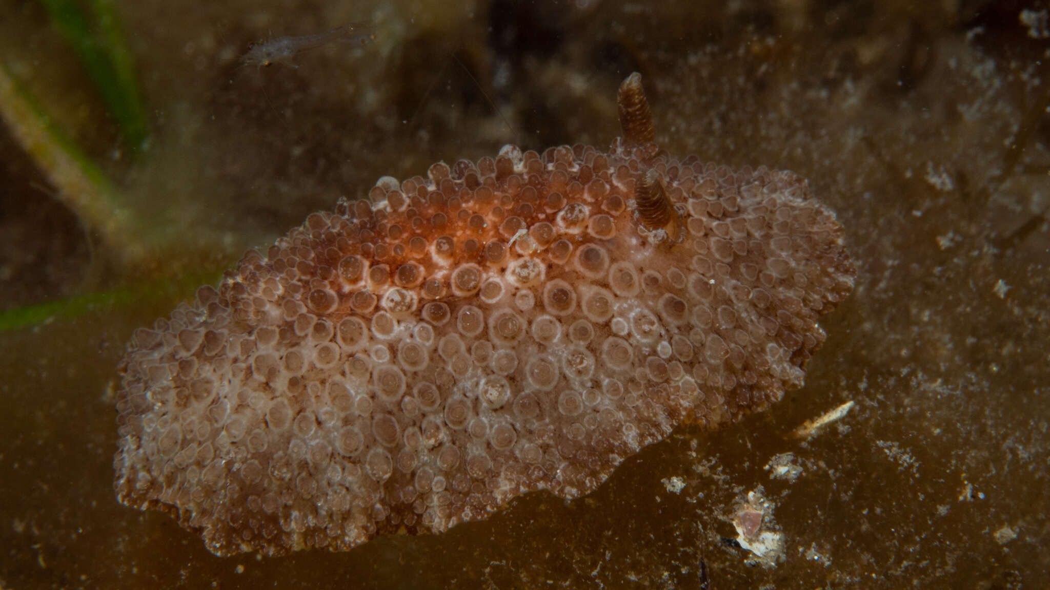 Image of Carminodoris nodulosa (Angas 1864)