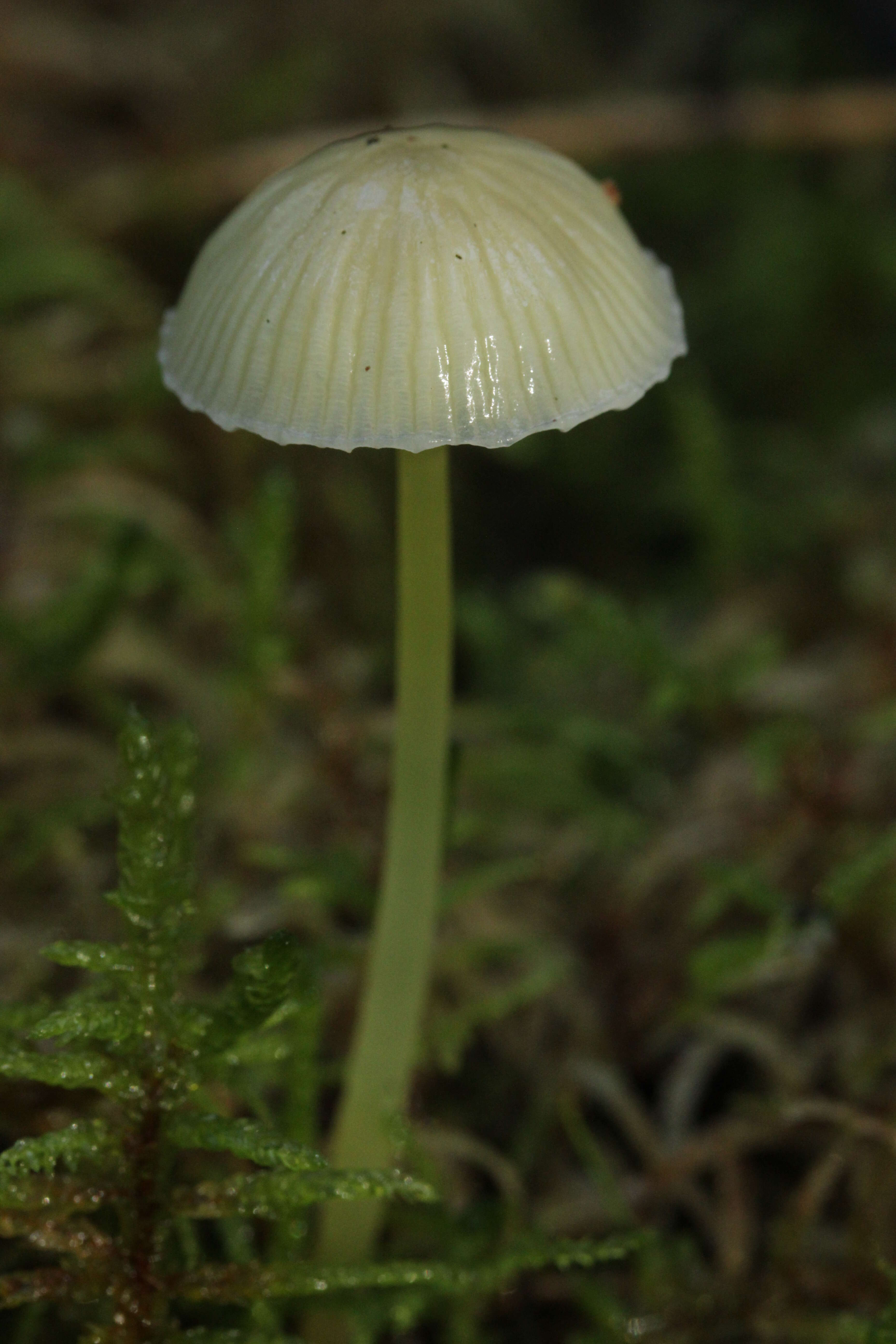 Mycena epipterygia (Scop.) Gray 1821 resmi